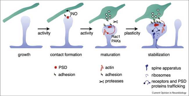 Dendritic spine formation and stabilization. First activity, then plasticity
